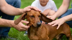 Taksa: prečo si tento neobyčajný pes získa srdce celej rodiny